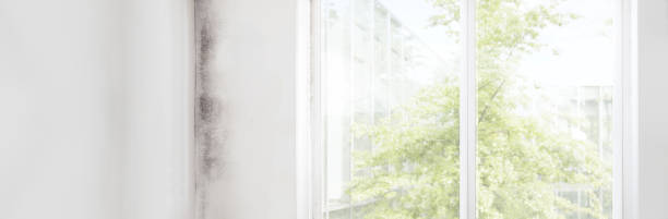 Best Emergency Mold Remediation  in Riverview Rk, PA