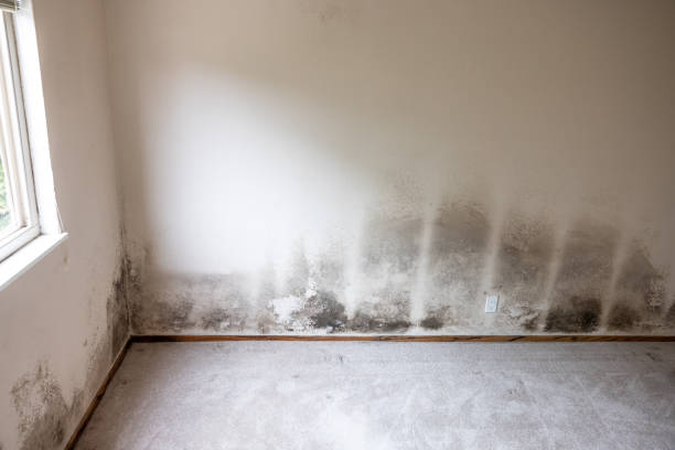 Best HVAC Mold Inspection and Cleaning  in Riverview Rk, PA